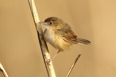 Cisticola