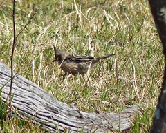 Coryphistera alaudina