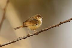 Cisticola rufus