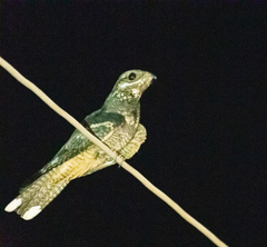 Caprimulgus europaeus
