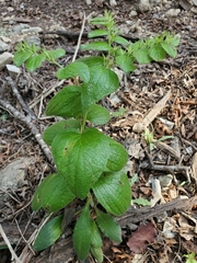 Lithospermum helleri