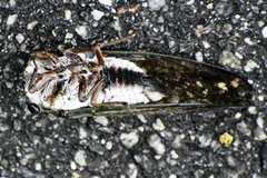 Neotibicen lyricen