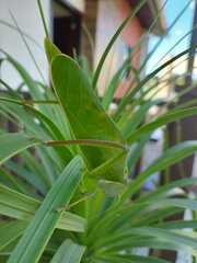 Steirodon