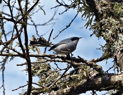 Polioptila dumicola