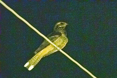Caprimulgus europaeus
