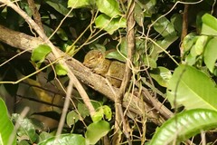 Funisciurus substriatus