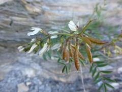 Astragalus australis