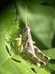 Campylacantha olivacea