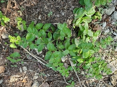 Lithospermum helleri