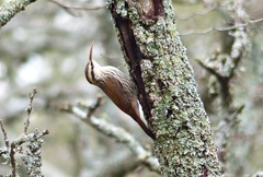 Lepidocolaptes angustirostris