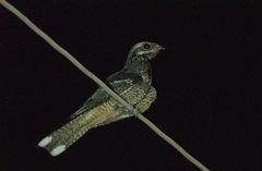 Caprimulgus europaeus