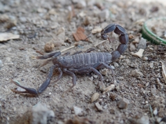 Androctonus crassicauda