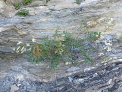 Astragalus australis