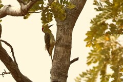 Campethera punctuligera