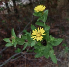 Grindelia adenodonta