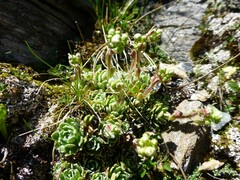 Saxifraga paniculata