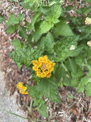 Lantana urticoides