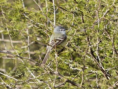 Serpophaga subcristata