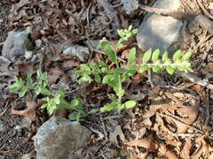 Lithospermum matamorense