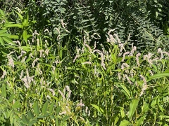 Persicaria
