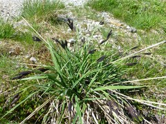 Carex atrata