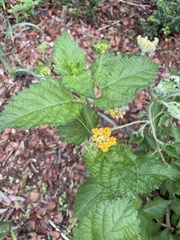 Lantana urticoides