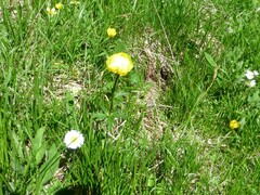 Trollius europaeus