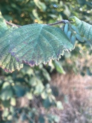Corylus avellana