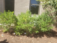 Buxus