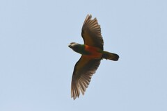 Poicephalus senegalus