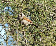 Agelaioides badius