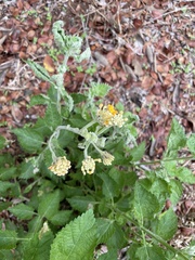 Lantana urticoides