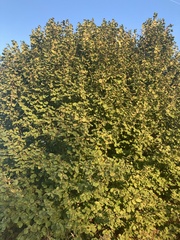 Corylus avellana