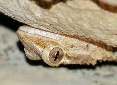 Tarentola mauritanica mauritanica