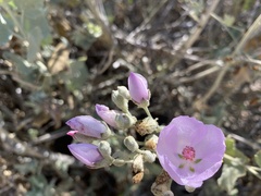 Malacothamnus fasciculatus nuttallii