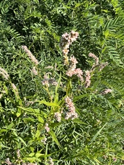Persicaria