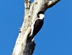 Melanerpes candidus