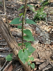 Matelea edwardsensis