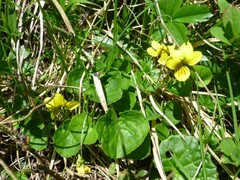 Viola biflora