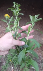 Pentanema britannica