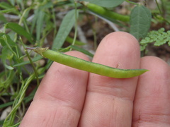 Phaseolus parvulus