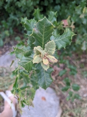 Quercus ilex