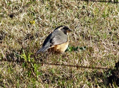 Saltator aurantiirostris