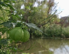 Cardiospermum halicacabum