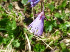Soldanella pusilla