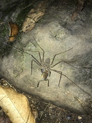 Paraphrynus laevifrons