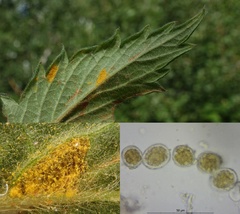 Quasipucciniastrum ochraceum