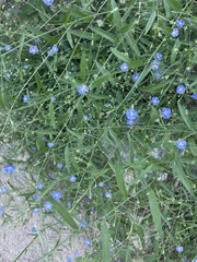 Evolvulus arizonicus