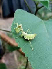 Ameles spallanzania