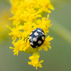 Coccinula quatuordecimpustulata